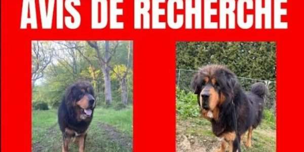 Chien perdu ou volé, que faire ?