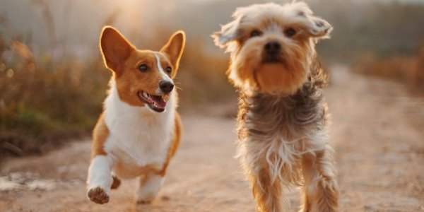 Animaux domestiques